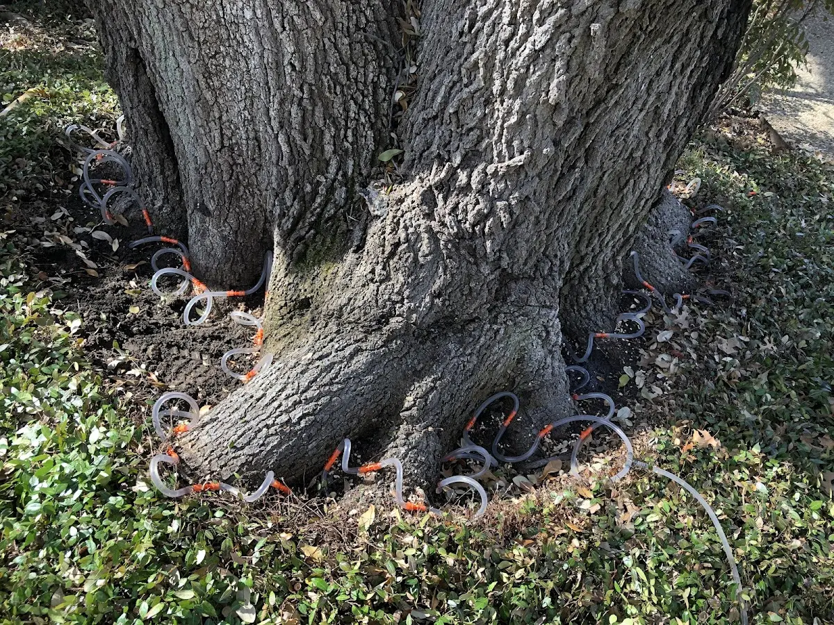 Detailed Tree Cabling and Bracing job site in Rentiesville