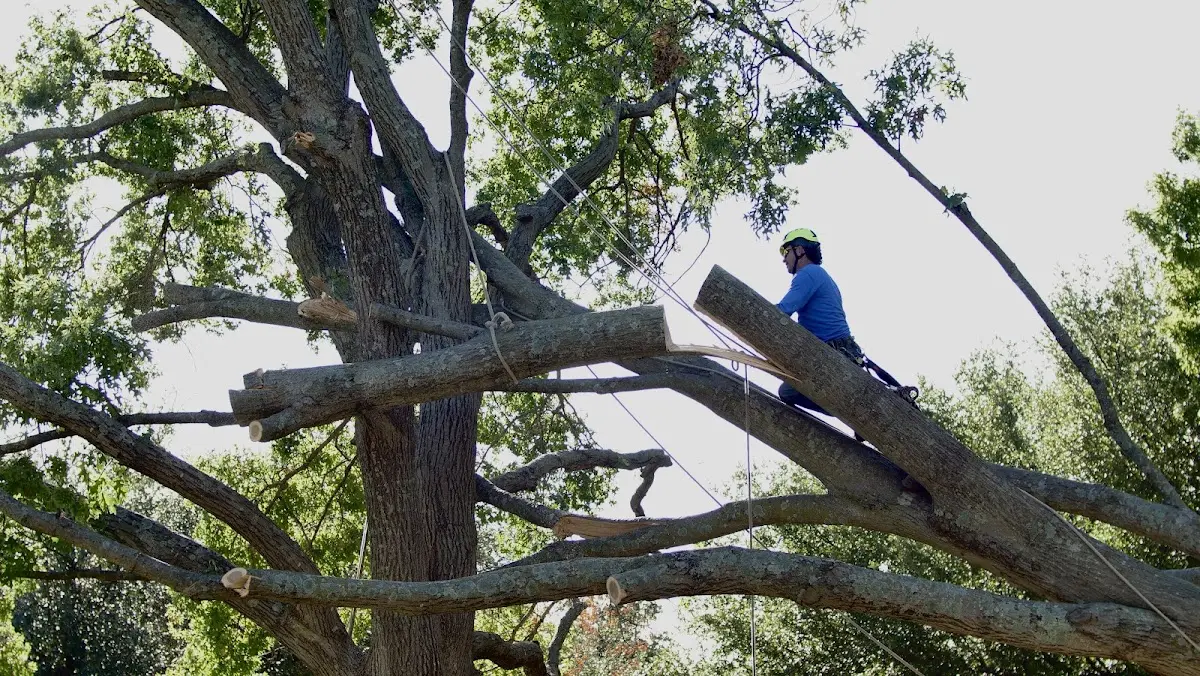 Professional Hazardous Tree Removal performed by certified arborists in Rentiesville