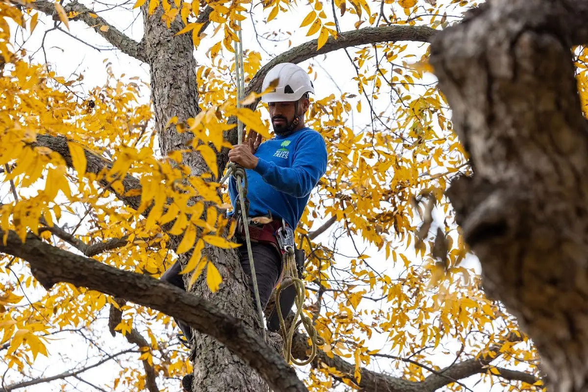 Skilled Tree Pruning crew working in Rentiesville