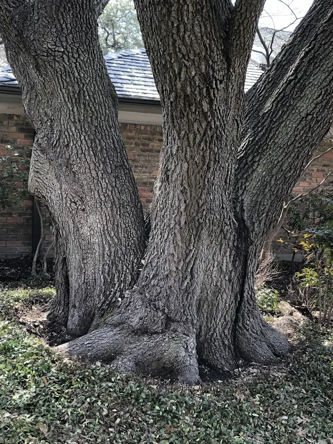 Mature heritage tree close to a Rentiesville property cared for by certified arborists